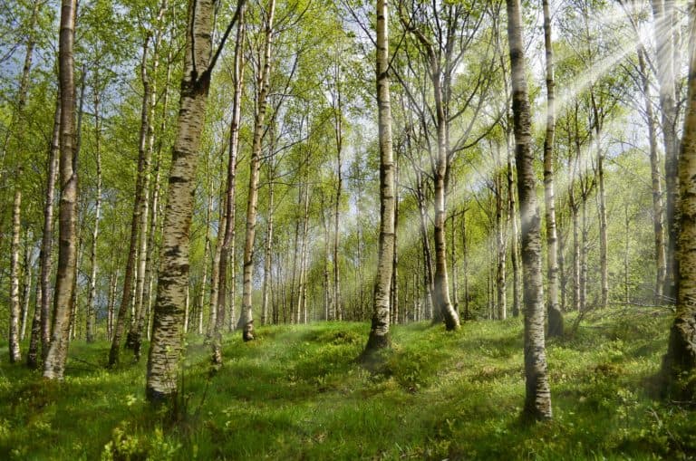 Birch Tree Communities